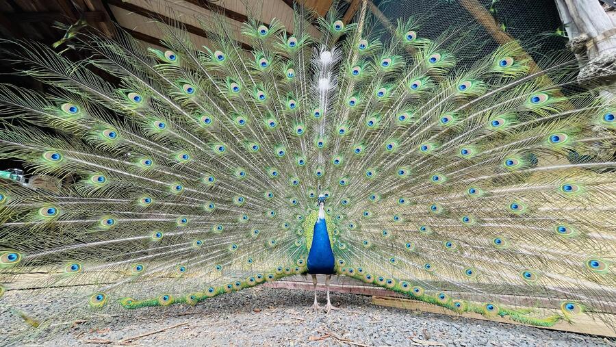 Pfau__11_