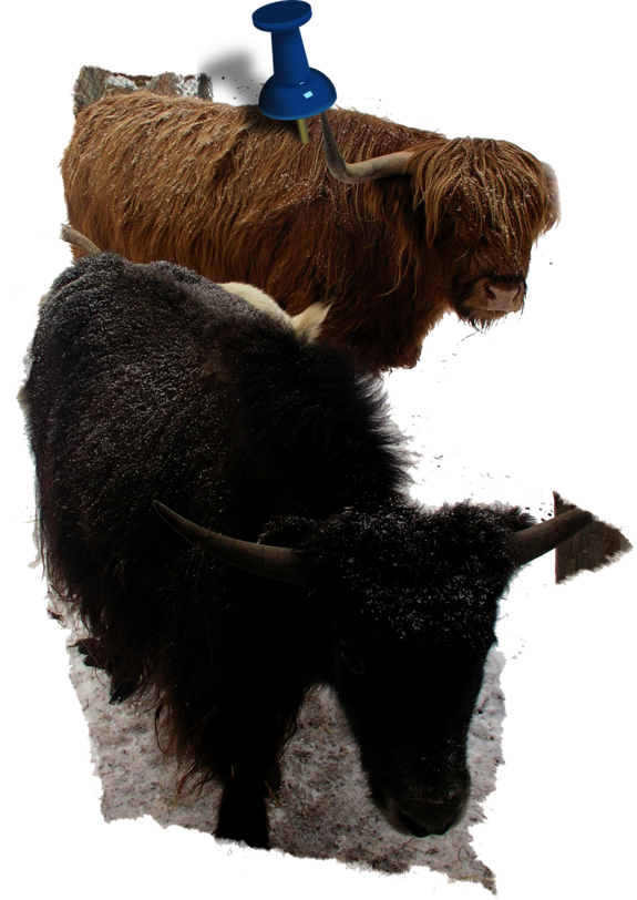 yak