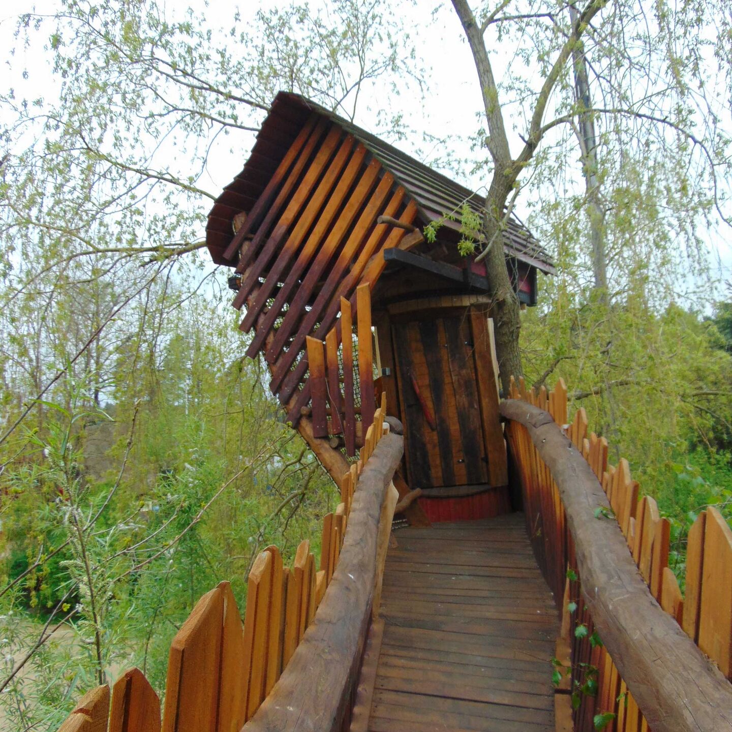 Geturkte-Birke-4