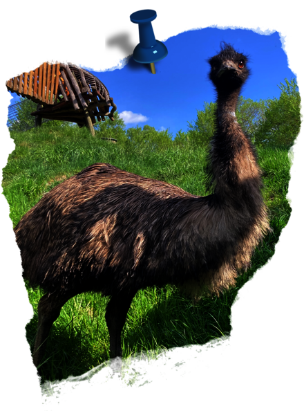 emu