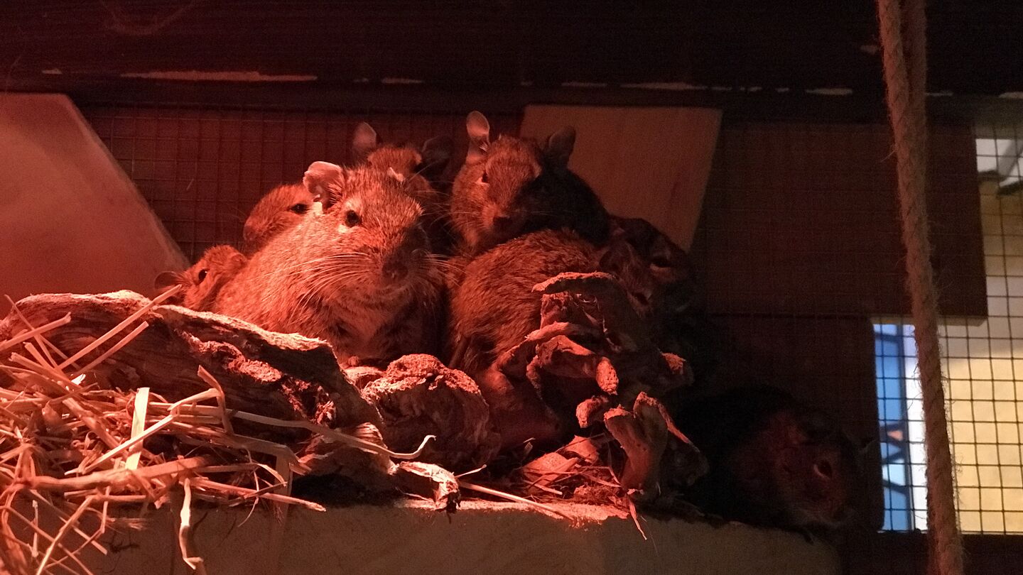 Beutelboten__Degus___1_