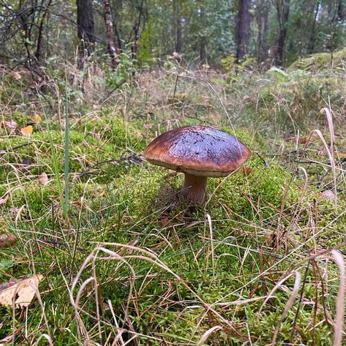 Achtung, in den Wäldern rings um Turisede ist es gerade sehr gefährlich, denn viele Pilze schießen aktuell aus dem...