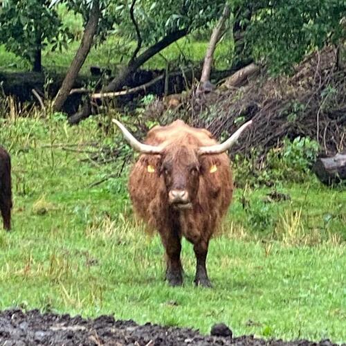 Unsere Tiere der Büffel Wg im polnischen Parkteil „Turiuswinkel“ warten auf Gäste! Schon mal zwei Rindfiecher Knutschen...
